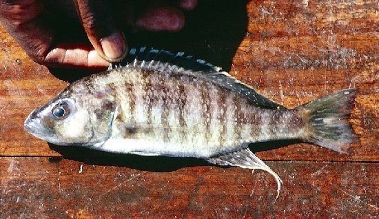 Sciaenochromis sp. 'spilostichus makanjila' Masinje